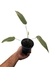 Anthurium coriaceum - comprar online