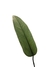 Anthurium coriaceum na internet