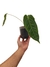 Anthurium metallicum - comprar online