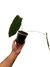 Anthurium metallicum na internet
