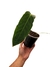Anthurium metallicum - Folhas Raras