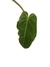 Anthurium metallicum - loja online