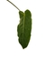 Imagem do Anthurium metallicum