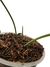 Anthurium metallicum