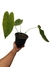 Anthurium veitchii G