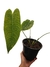 Anthurium veitchii G - Folhas Raras