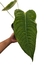 Anthurium veitchii G - comprar online