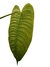 Anthurium veitchii G na internet
