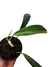 Philodendron panduriforme - comprar online