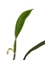 Philodendron panduriforme - Folhas Raras