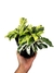 Calathea mix 'White Fusion'+'Yellow Fusion'
