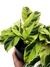 Calathea mix 'White Fusion'+'Yellow Fusion' - comprar online
