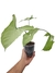Syngonium 'Holly M'