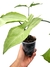 Syngonium 'Holly M' - comprar online