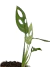 Monstera adansonii 'Mint' - comprar online