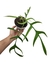 Philodendron polypodioides M