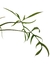Philodendron polypodioides M - Folhas Raras