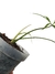 Philodendron polypodioides M - comprar online
