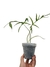 Philodendron polypodioides M na internet