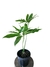 Thaumatophyllum spruceanum