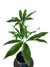 Thaumatophyllum spruceanum - comprar online