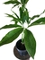 Thaumatophyllum spruceanum na internet