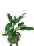 Philodendron melinonii