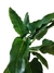 Philodendron melinonii - comprar online