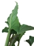 Philodendron melinonii - Folhas Raras