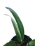 Anthurium 'Morcegão' - comprar online