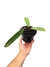 Philodendron callosum M - comprar online