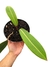 Philodendron callosum M