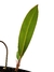 Philodendron callosum M na internet