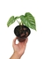 Philodendron mamei