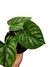 Philodendron mamei - comprar online