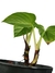 Philodendron mamei na internet
