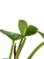 Philodendron mamei - Folhas Raras