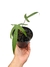 Philodendron pedatum 'Glad Hands'