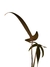 Philodendron pedatum 'Glad Hands' - comprar online