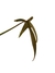 Philodendron pedatum 'Glad Hands' na internet