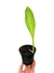 Philodendron crassinervium