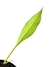 Philodendron crassinervium - comprar online