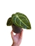 Anthurium regale P
