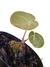 Anthurium regale P - comprar online