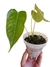 Anthurium veitchii M