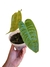 Anthurium veitchii M - comprar online