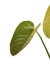 Anthurium veitchii M na internet