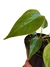 Anthurium veitchii baby - comprar online