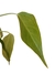 Anthurium veitchii baby na internet