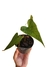Anthurium acutum